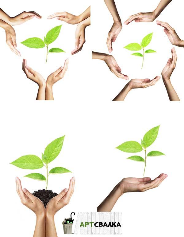 Защита растений. Эко стиль. Клипарт | Protection of plants. Eco style. Clipart